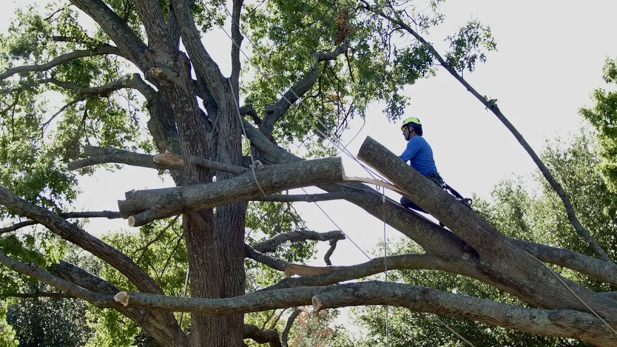 Professional Crown Thinning performed by certified arborists in Ambler