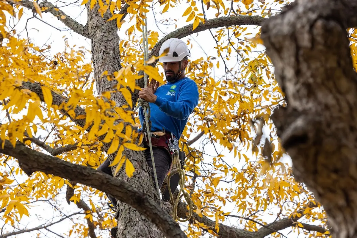 Skilled Tree Planing crew working in Ambler